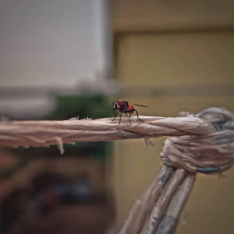 专家建议摆脱常见的室内害虫